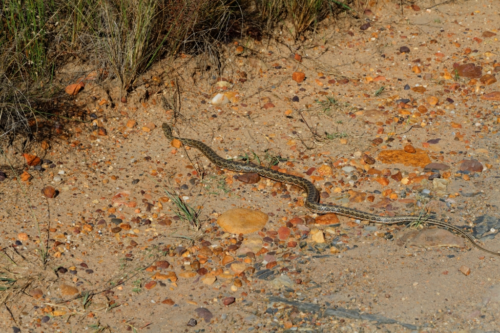 03 - Bontebok NP (5).jpg